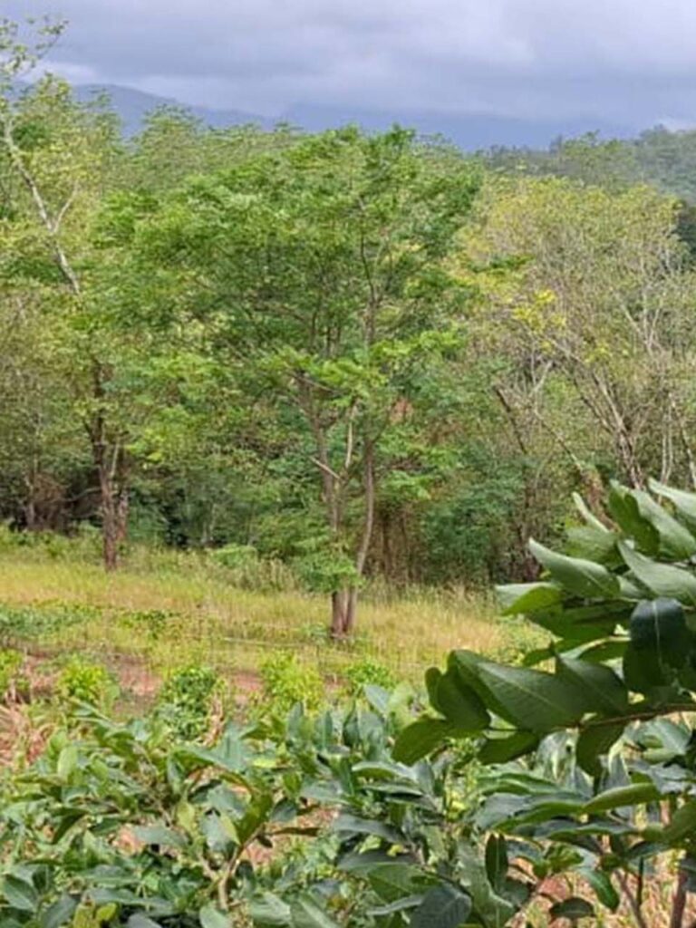 nature view 1