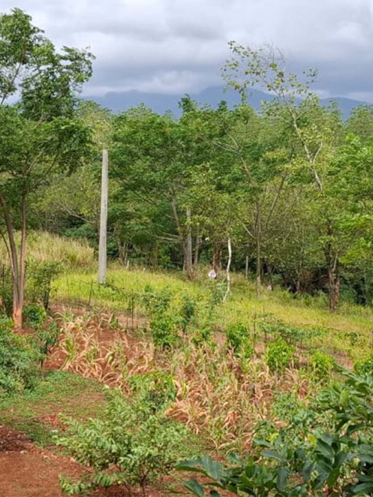nature view 2