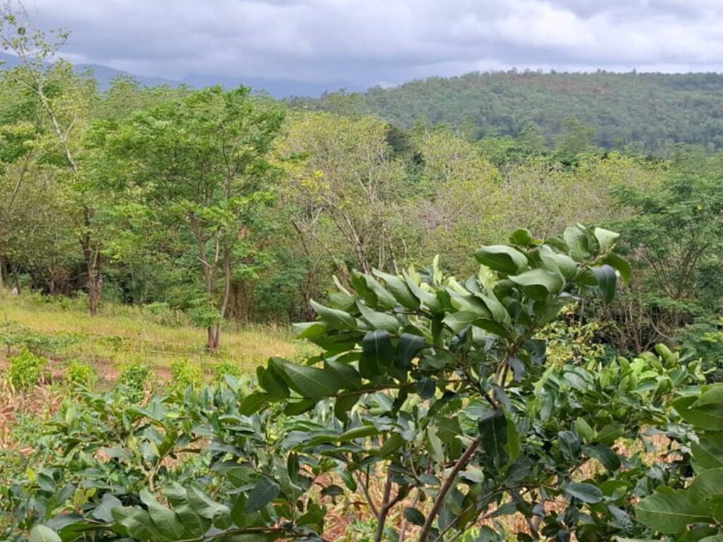 outdoor 1